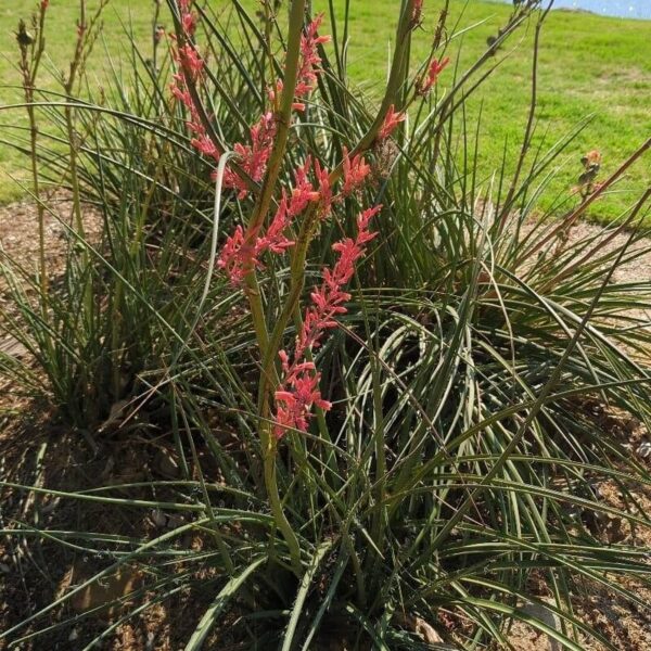 Red Yucca - Hesperaloe Parviflora - Image 3