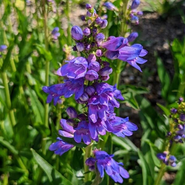 Rocky Mtn. Penstemon - Penstemon strictus - Image 2