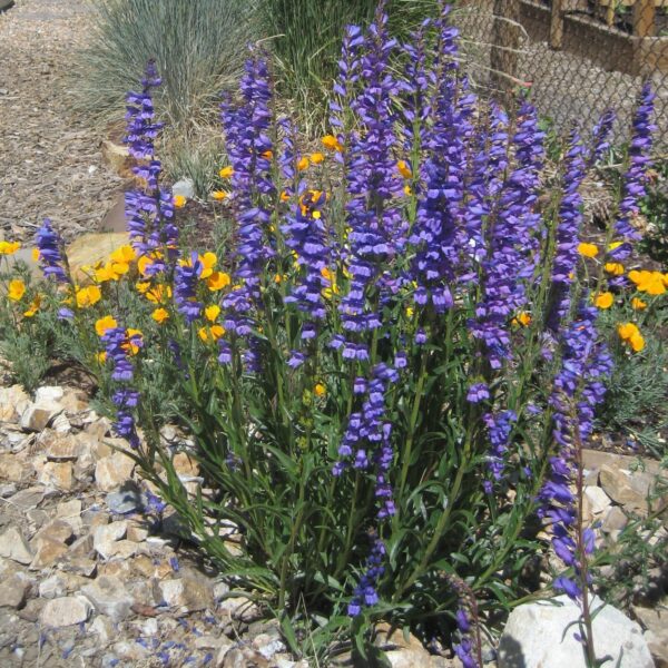 Rocky Mtn. Penstemon - Penstemon strictus