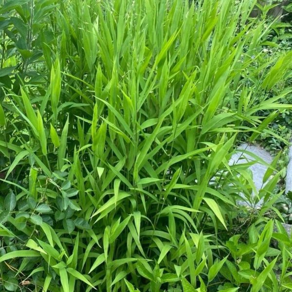 Inland Sea Oats - Chasmanthium Latifolium - Image 4