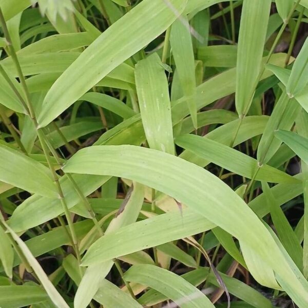 Inland Sea Oats - Chasmanthium Latifolium - Image 5