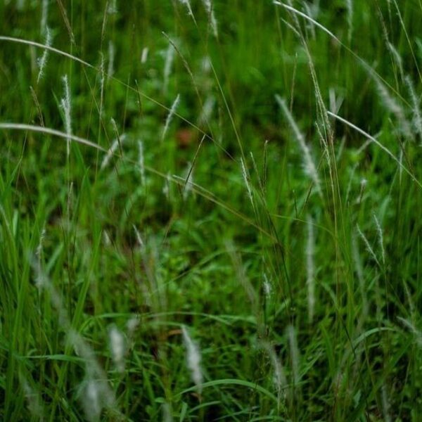 Silver Bluestem - Bothriochloa Laguroides - Image 4