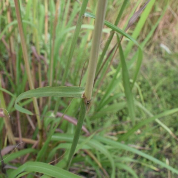 Silver Bluestem - Bothriochloa Laguroides - Image 3