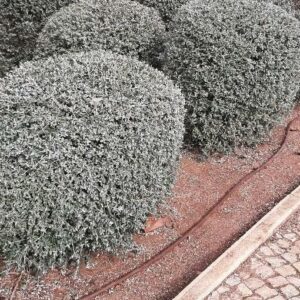 Silver Bush Germander - Teucrium Fruticans (1Gal)