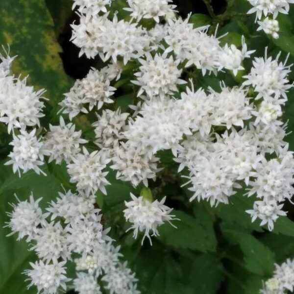 Snakeroot - Ageratina Altissima - Image 2