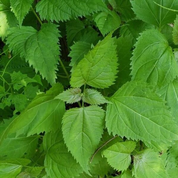 Snakeroot - Ageratina Altissima - Image 3