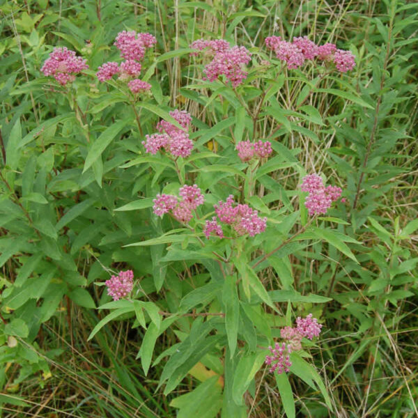 Swamp Milkweed - Asclepias Incarnata