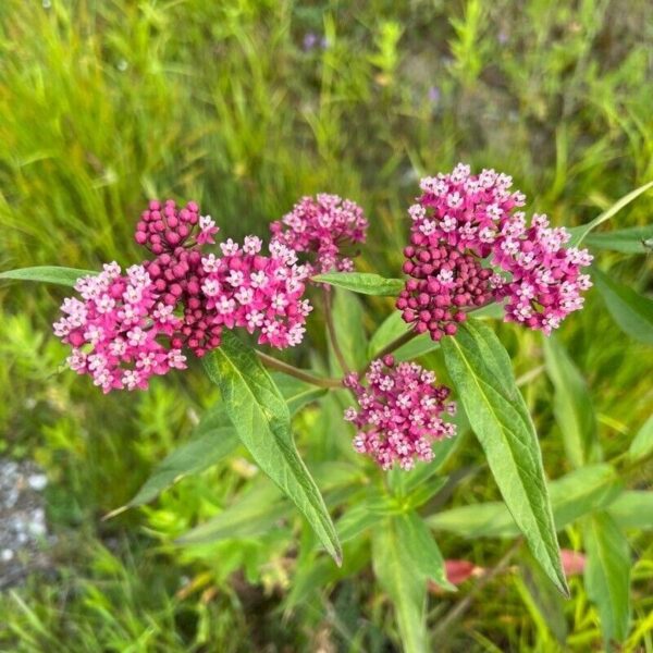 Swamp Milkweed - Asclepias Incarnata (1Gal) - Image 4