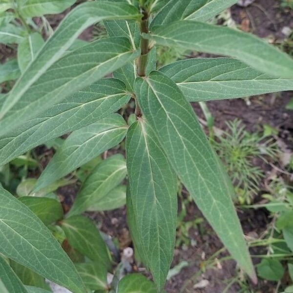 Swamp Milkweed - Asclepias Incarnata (1Gal) - Image 3