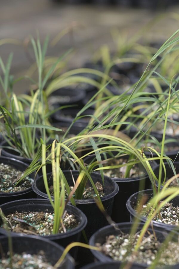 Variegated Sweet Flag - Acorus Calamus 'Variegatus' - Image 3