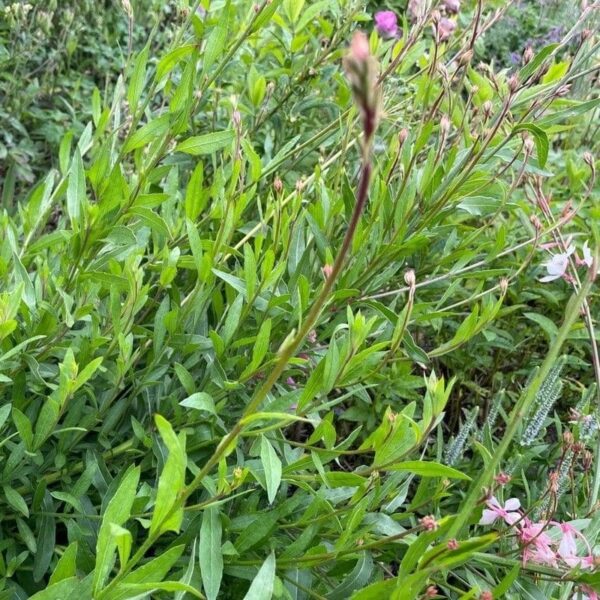 White/Pink Gaura - Gaura Lindheimeri - Image 3