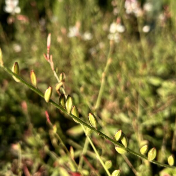 White/Pink Gaura - Gaura Lindheimeri - Image 4