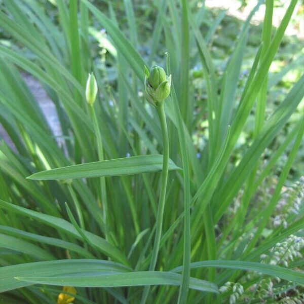 Yellow Daylily - Hemerocallis Lilioasphodelus - Image 4