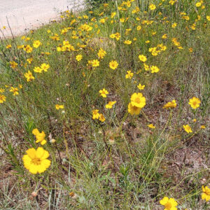 A photo of coreopsis at MWPN.
