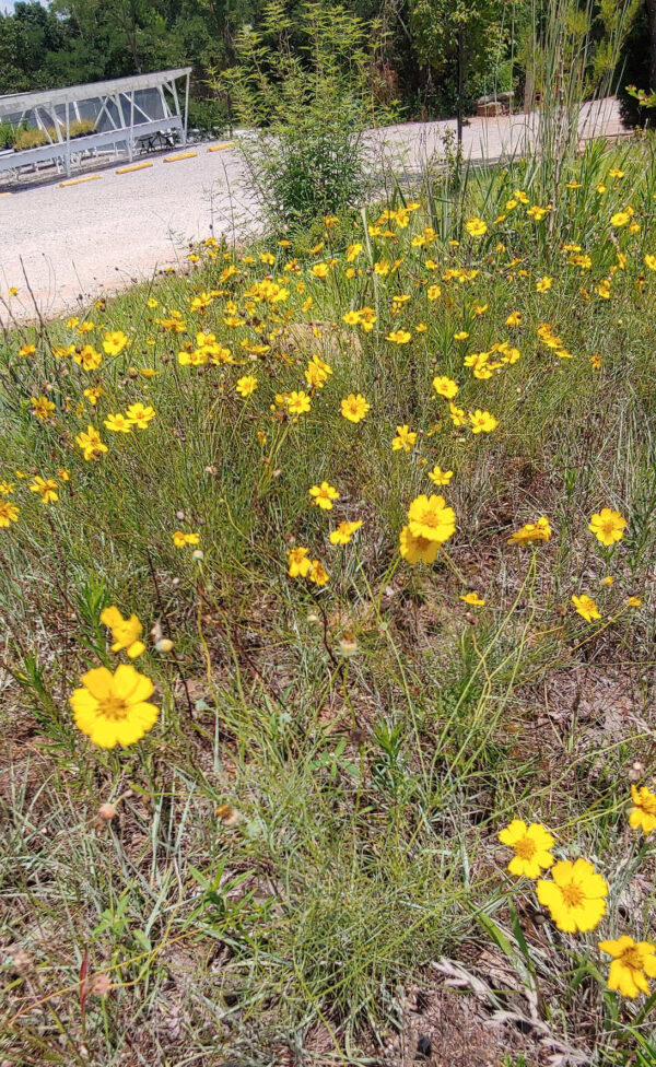 A photo of coreopsis at MWPN.
