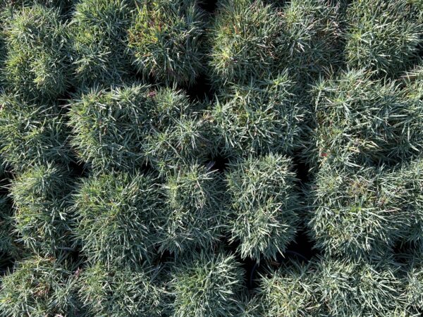 Dianthus 'Baths Pink' - Image 4