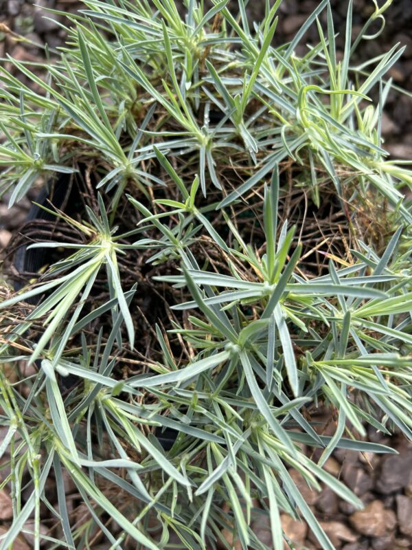 Dianthus 'Baths Pink' - Image 3