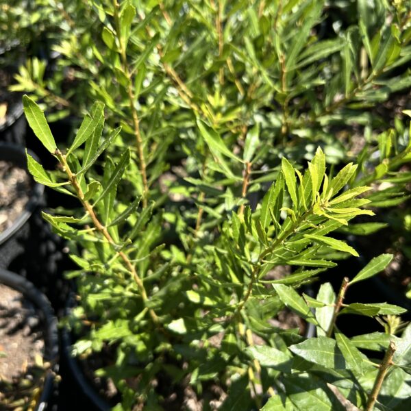 Dwarf Wax Myrtle