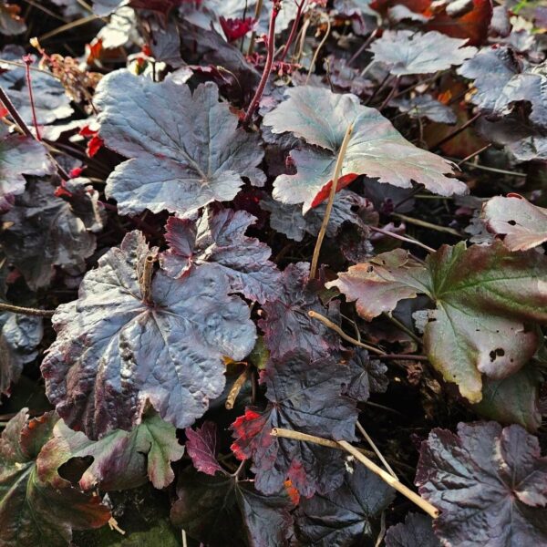 Coral Bells (Purple) / American Coral Bells (Green)