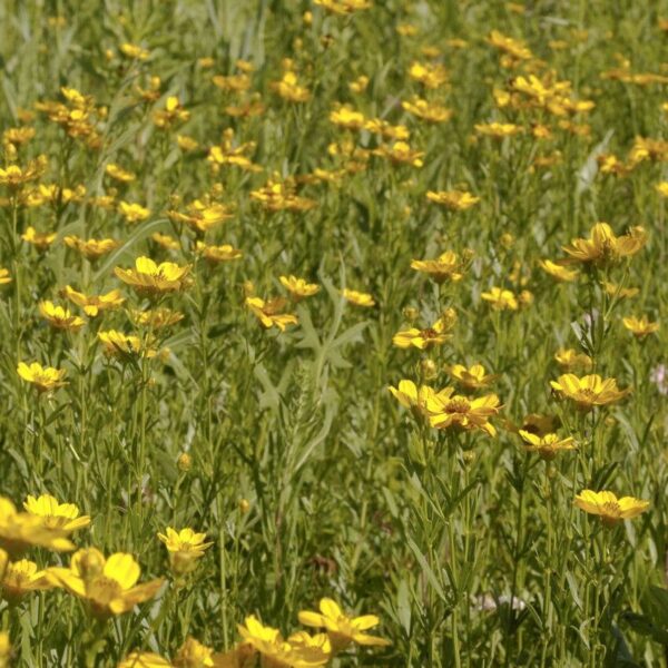 Prairie Coreopsis - Image 4