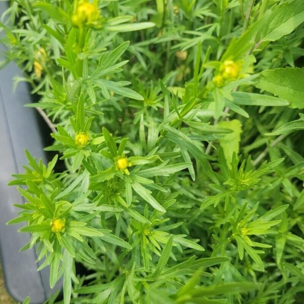 Prairie Coreopsis - Image 3