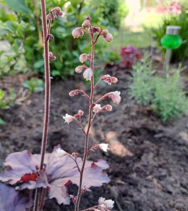 Coral Bells (Purple) / American Coral Bells (Green) - Image 2