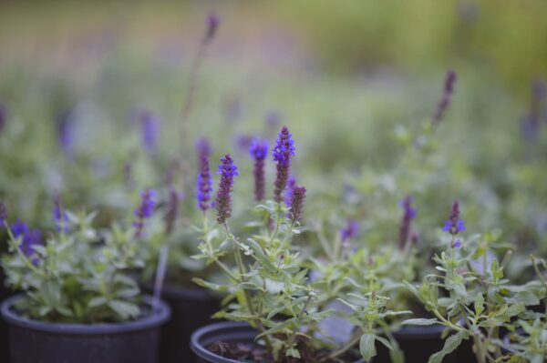 Common Lavender - Lavandula Angustifolia - Image 6