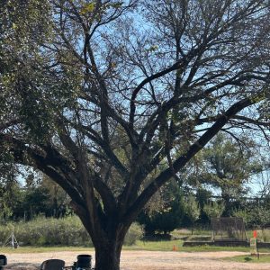 American Elm - Ulmus americana L. (5Gal)
