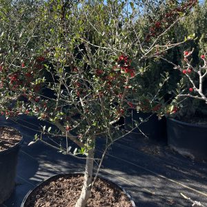 Yaupon Holly