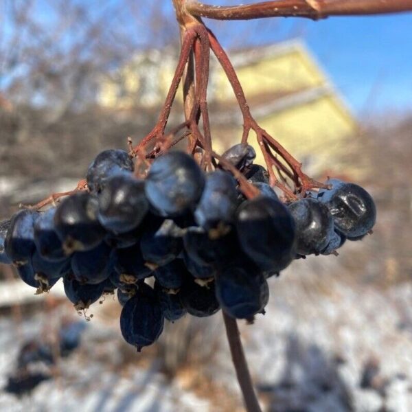 Rusty Blackhaw Viburnum - Image 4