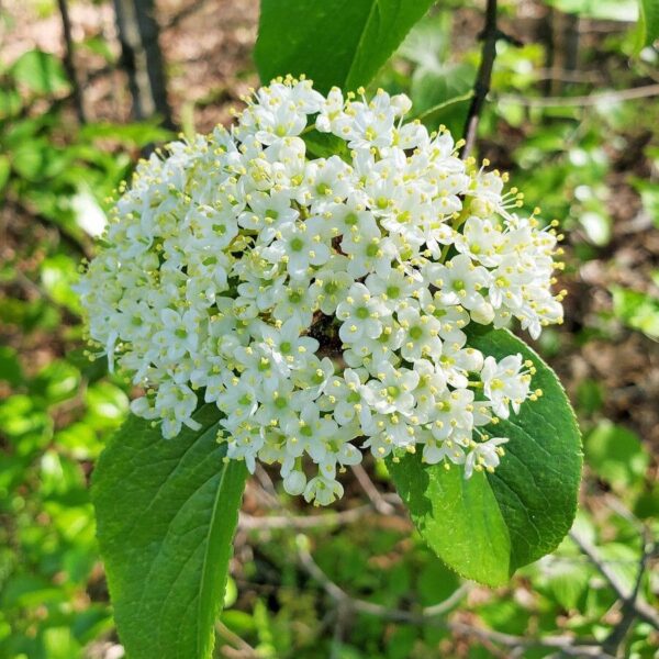 Rusty Blackhaw Viburnum - Image 2