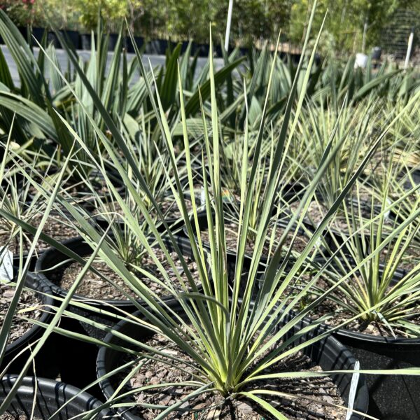 Soapweed Yucca - Image 2