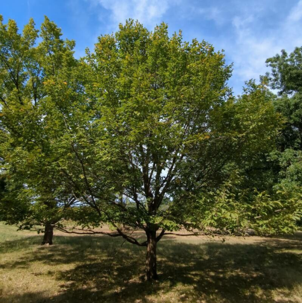 American Elm - Ulmus americana L. (5Gal)