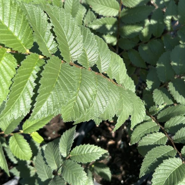 American Elm - Ulmus americana L. (5Gal) - Image 5