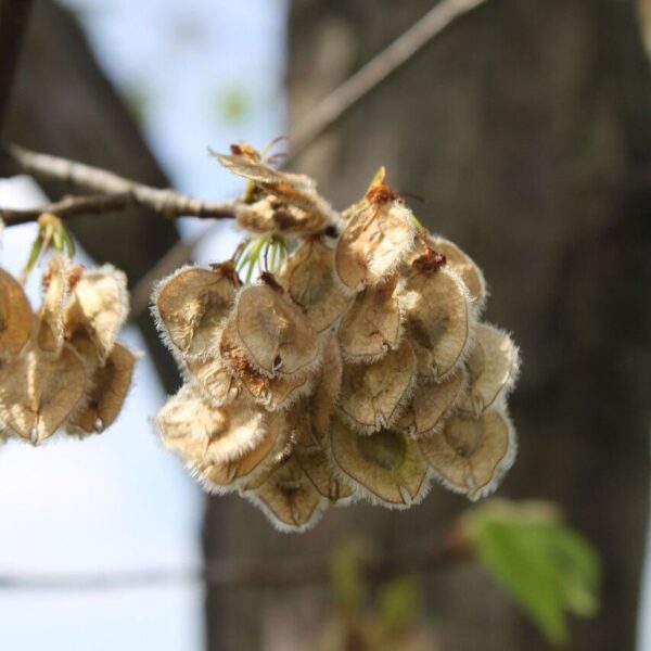 American Elm - Ulmus americana L. (5Gal) - Image 3