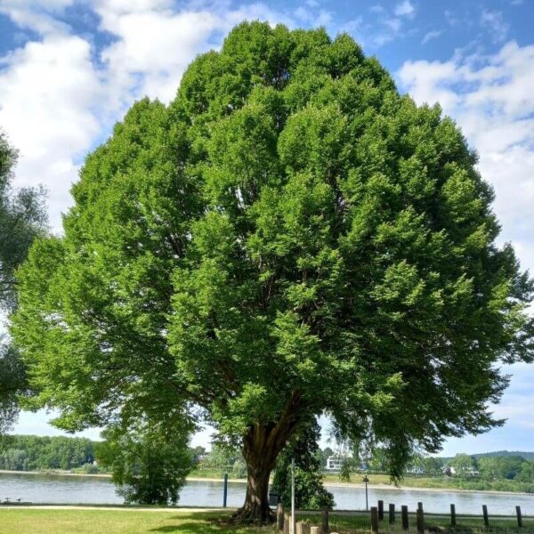 American Elm - Ulmus americana L. (5Gal) - Image 5