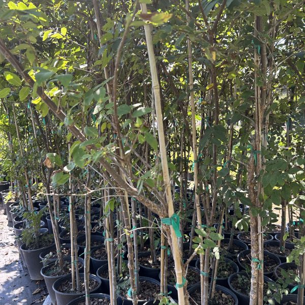 American Elm - Ulmus americana L. (5Gal) - Image 6