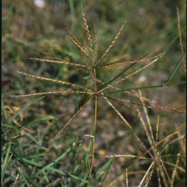 Tumble Grass Chloris V - Image 3