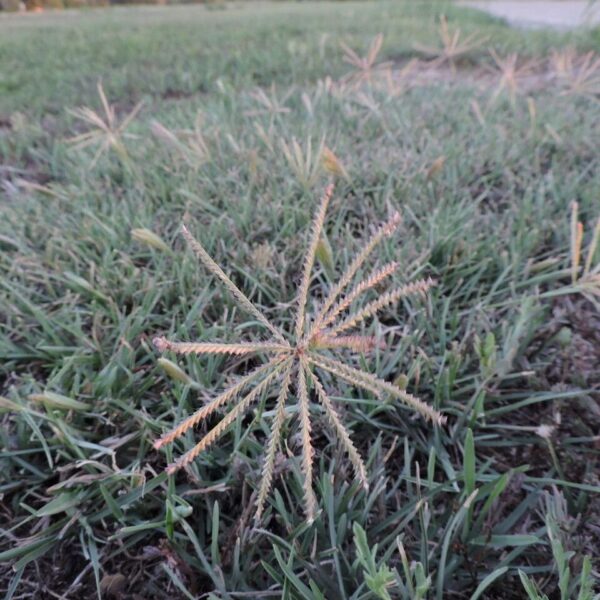 Tumble Grass Chloris V (1Gal) - Image 2