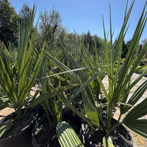 Dwarf Sabal Palm - Sabal Minor (5Gal)