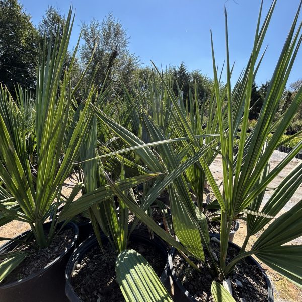Dwarf Sabal Palm - Sabal Minor (5Gal)