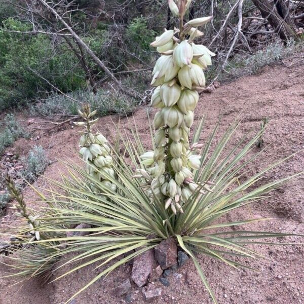 Soapweed Yucca