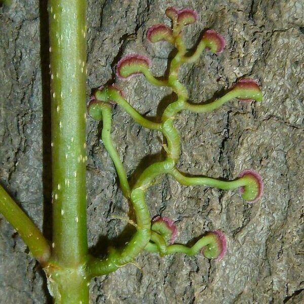 Virginia Creeper - Image 6