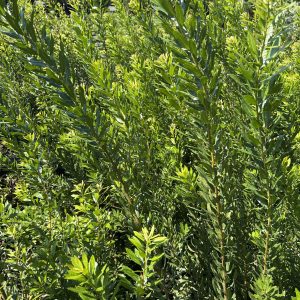 Dwarf Southern Wax Myrtle - Myrica pusilla (5Gal)