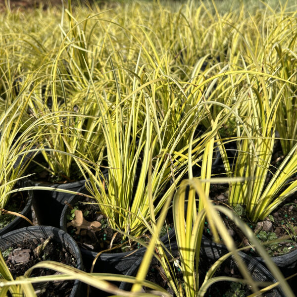 Golden Varigated Sweetflag - Acorus gramineus 'Ogon'