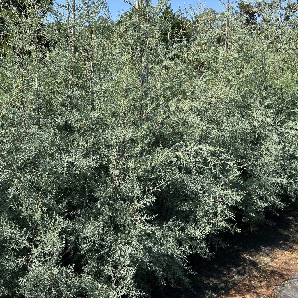 Arizona Blue Cypress - Cupressus Arizonica - Midwest Propagation Nursery