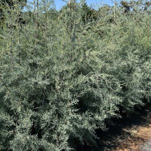 Arizona Blue Cypress - Cupressus Arizonica