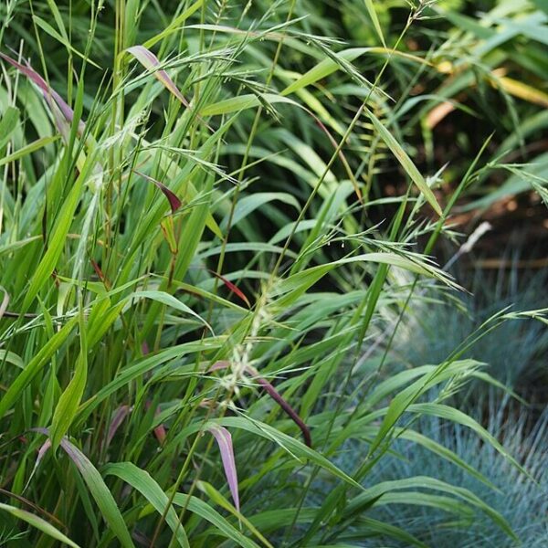 Bottlebush Grass - Elmys Hystrix - Image 3