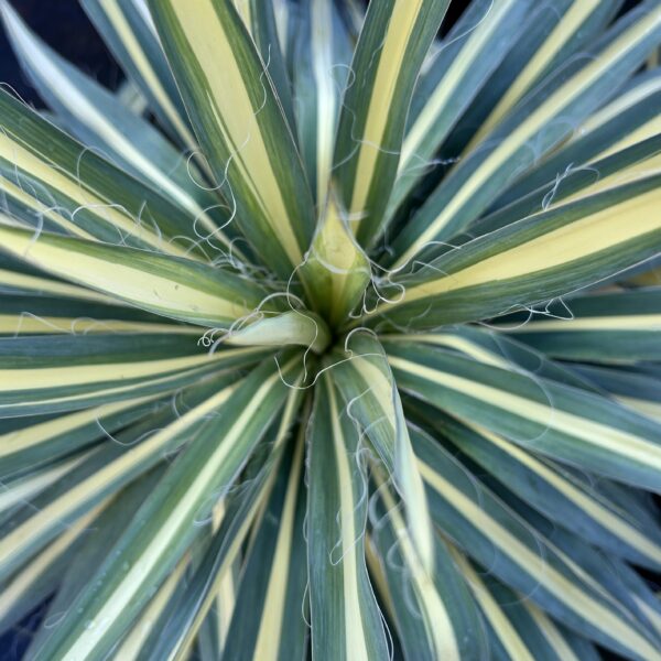 Cologuard Yucca - Yucca Filamentosa - Image 3