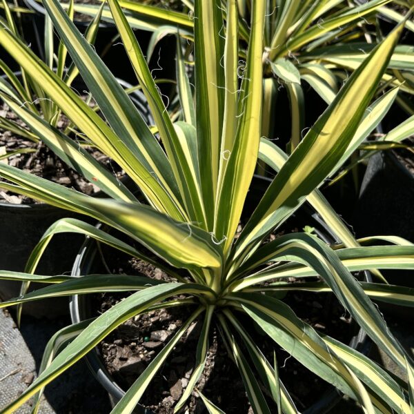 Cologuard Yucca - Yucca Filamentosa - Image 2